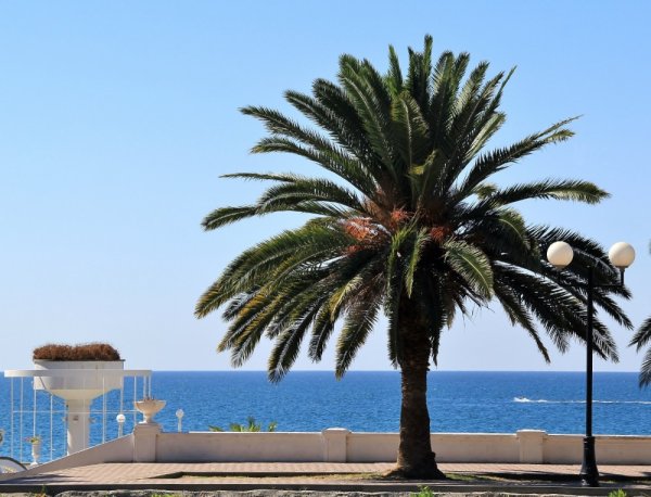 Сочи пальмы море