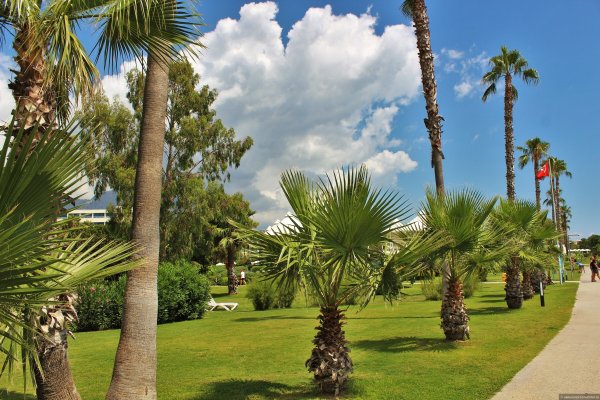 Финиковая Пальма в Адлере