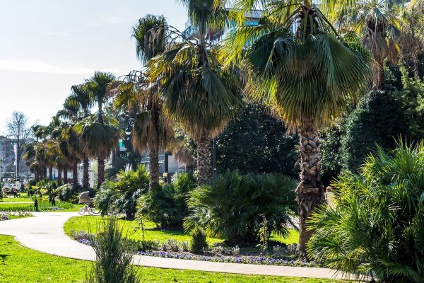 Сочи пальмы море