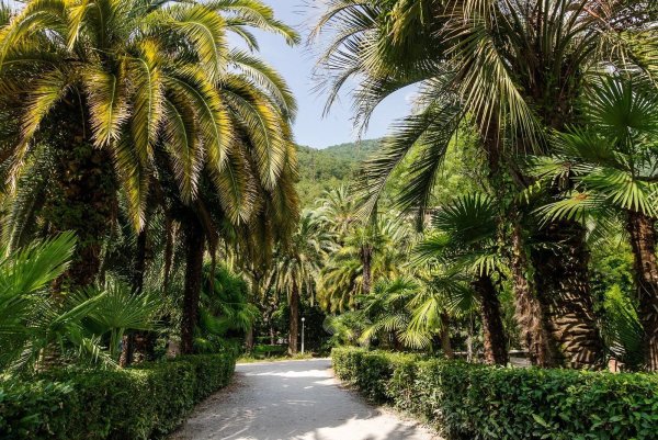 Абхазия субтропики