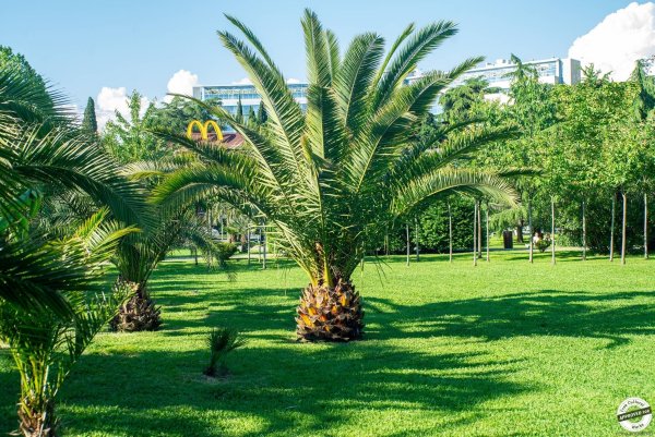 Кооперативный сквер Сочи