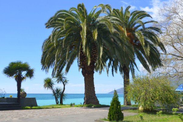 Гагра Пицунда Абхазия