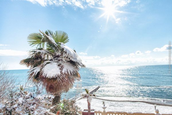 Пальмы зимой