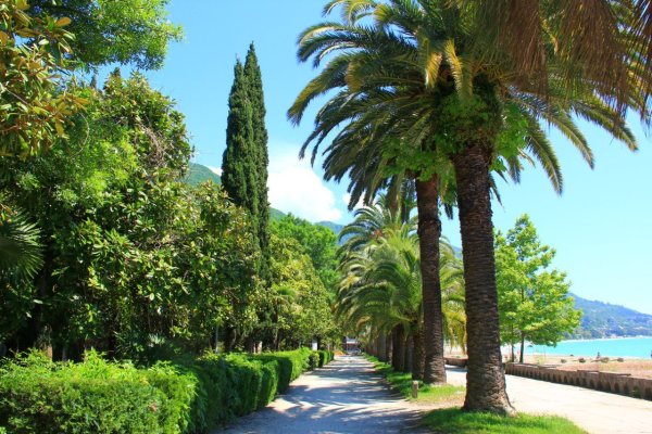 Абхазия субтропики