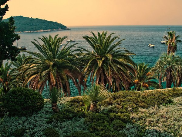 Субтропический климат Сочи