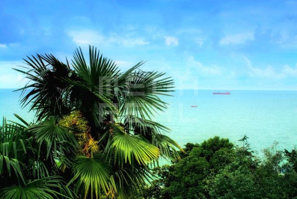 Дагомыс пальмы