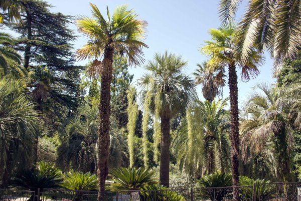 Пальмы Сочинский Дендрарий