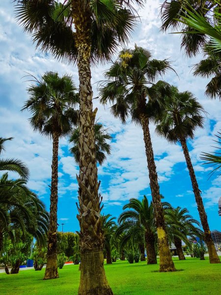 Сочи пальмы море