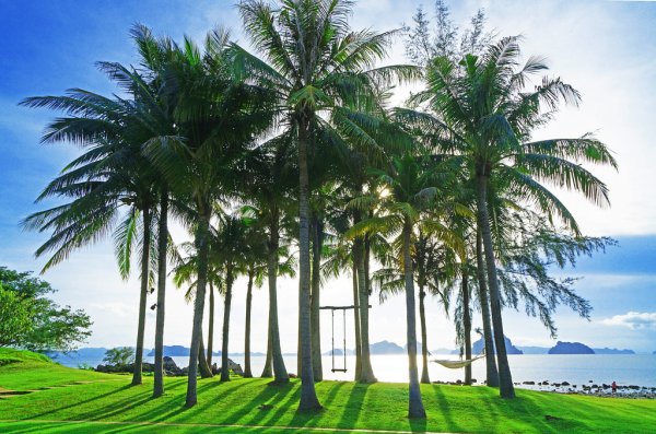 Абхазия Сухум тропики или субтропики