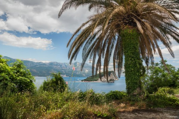 Пальмы Абхазия субтропики