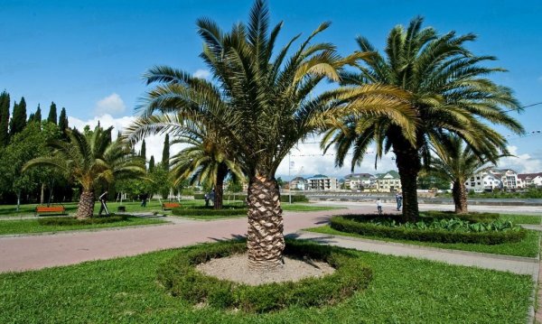 Черное море Пальма Сочи