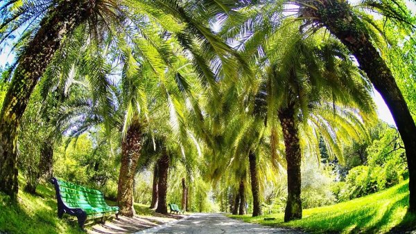 Абхазия тропики