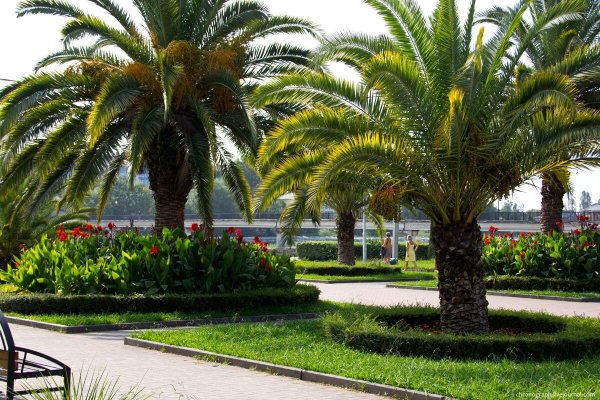 Сочи пальмы Адлер