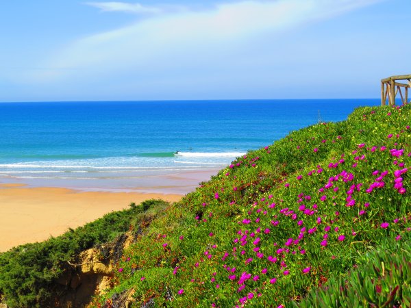 Море зелень