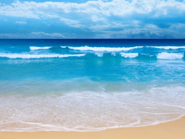 Affresco пальмы