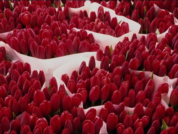 Море цветов для любимой