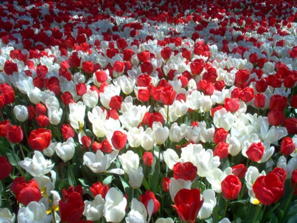 Открытка море цветов