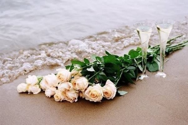 Море белых роз