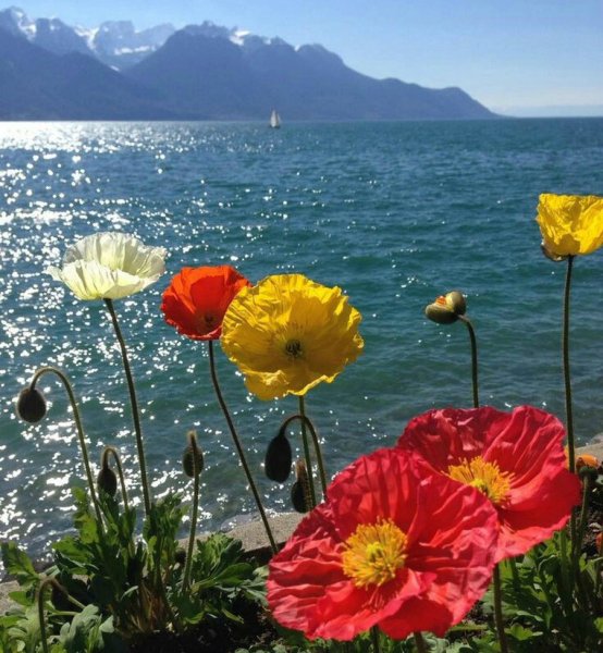 Море цветов и солнце