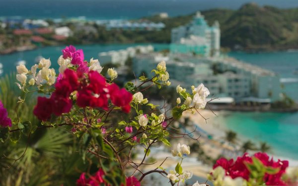 Море цветов HD