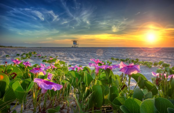 Цветы и море