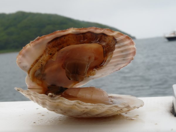 Морской гребешок моллюск