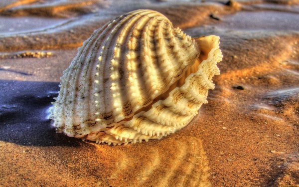 Морская раковина