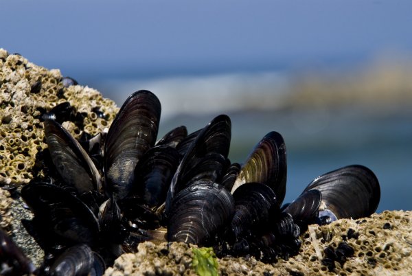 Моллюски в воде