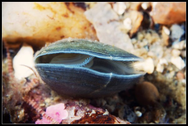 Плеченогие моллюски