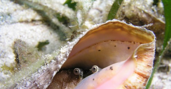 Круглая раковина моллюска