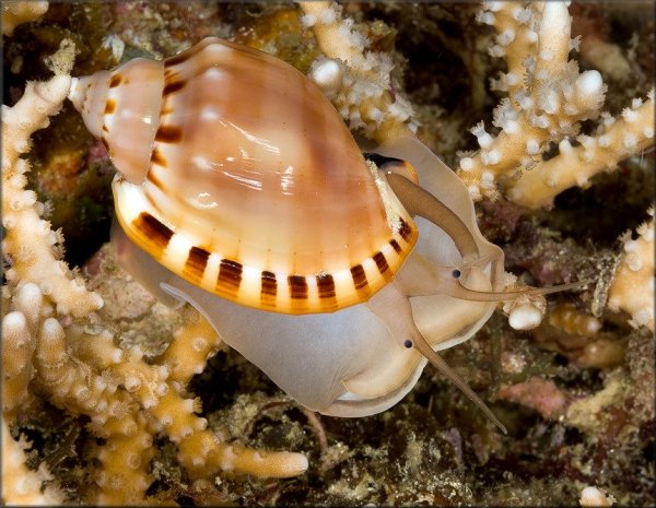 Брюхоногие моллюски Барьерный риф