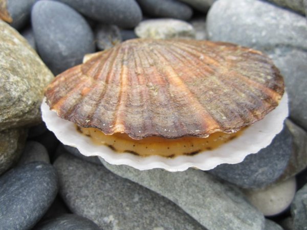 Устричная Жемчужница Черноморская