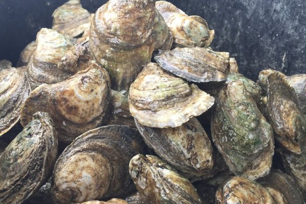 Улитка Стромбус морская