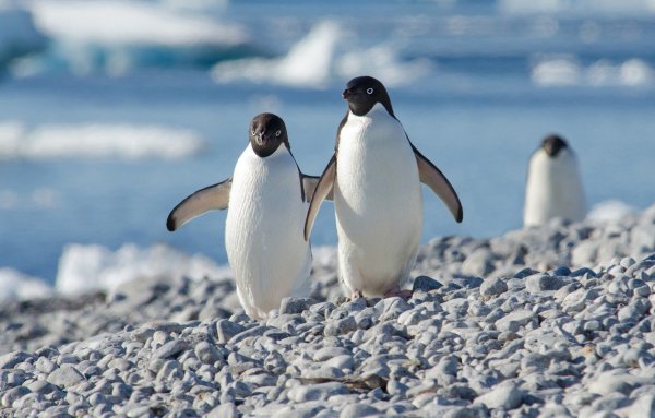 Арктика пингвины Алексис Рокман, Адели, 2008