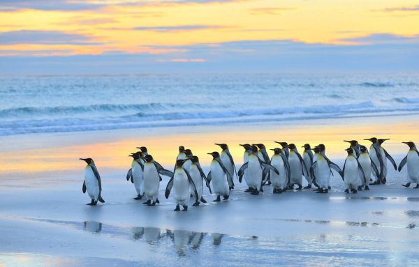 Пингвины на закате