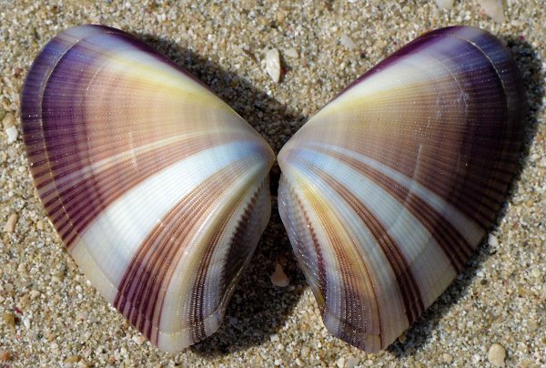 Морские моллюски Ламби