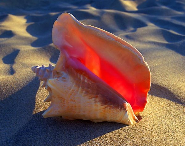 Брюхоногие моллюски Пеликанья нога