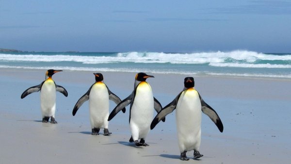 Пингвины идут