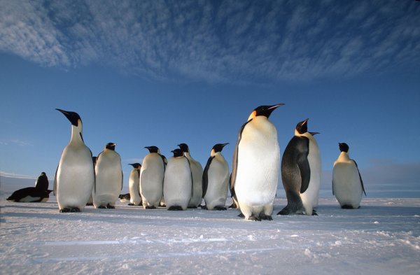 Пингвины в Арктике
