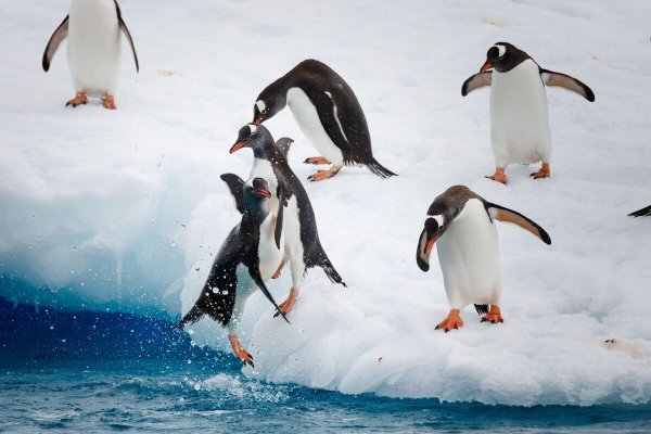 Субантрактический ПИНКИВ