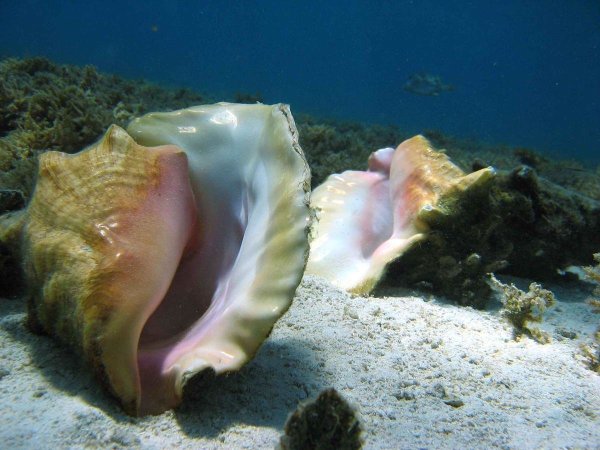 Морские раковины с жемчугом