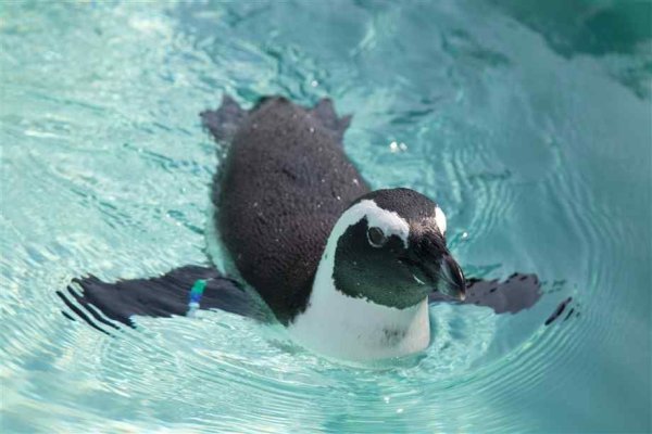 Пингвин плывет