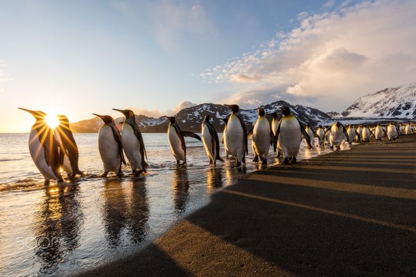 Пингвиний пляж в Антарктиде
