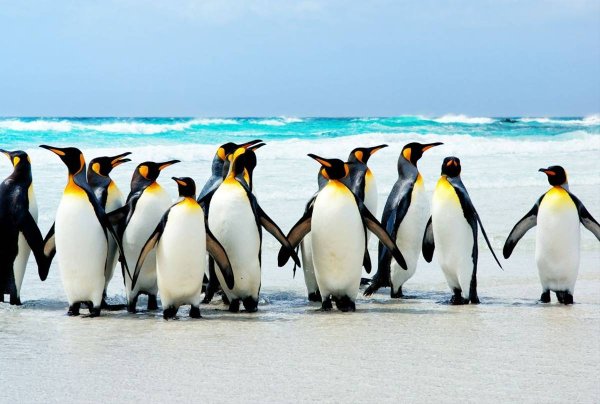 Penguins are in the Air