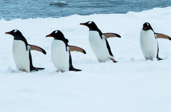 Субантарктический Пингвин Египет