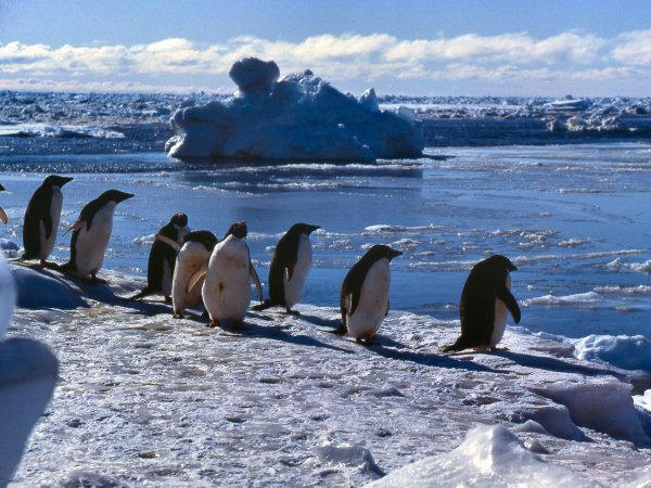 Пингвины Генту Фолклендские острова