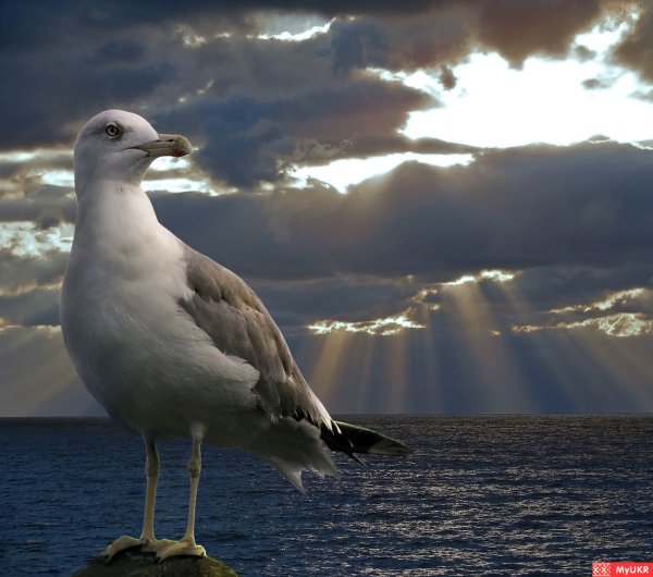 Черноморская Чайка