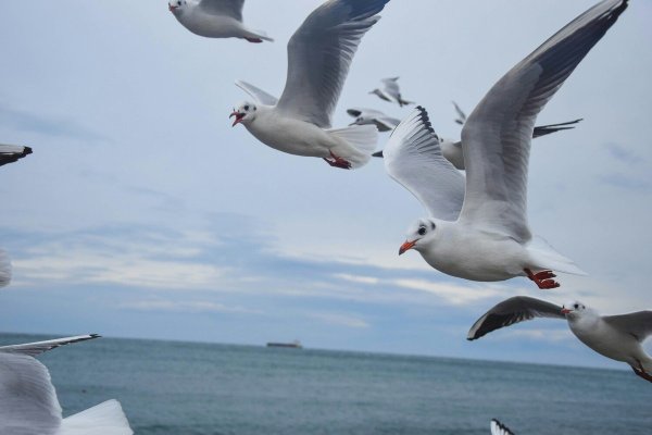 Чайка Черноморского побережья