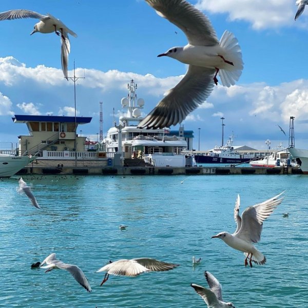 Чайки в Сочи