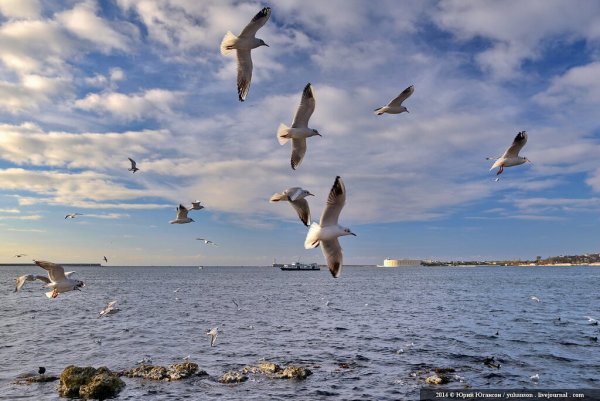 Севастополь море Чайки